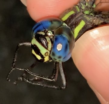 Kano5ekz's tweet photo. 人生初ネアカヨシヤンマ
マジで採れるとは思わなかったな…
大量にギン採って練習した甲斐があった https://t.co/2dYPXsQo85