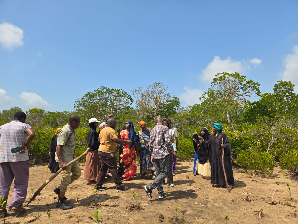 canco_kenya's tweet photo. Celebrating World Mangrove Day 2026 with Tuhifadhi Women Self-Help Group @Ngomeni, @Kilifi County.
#WorldMangroveDay #MangroveRestoration #MarineConservation #ClimateAction #BlueEconomy #CoastalCommunities #NatureBasedSolutions https://t.co/Pd8MFSyVYy