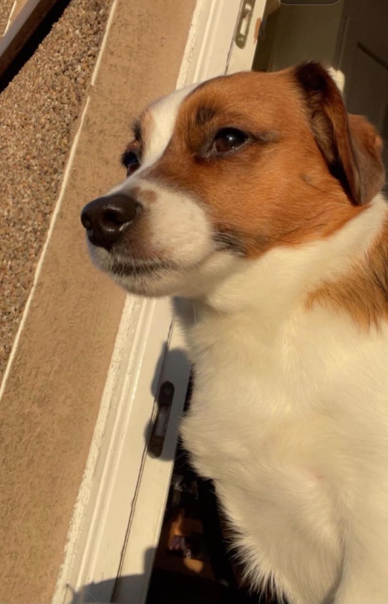 r1jensen67's tweet photo. On Tuesday I lost my very best friend the house is quiet and empty   Beckett lost her brother and the kids lost their play mate forever by our side looking after us caring loving adorable Cracker always loved https://t.co/eXFX4bmnyc