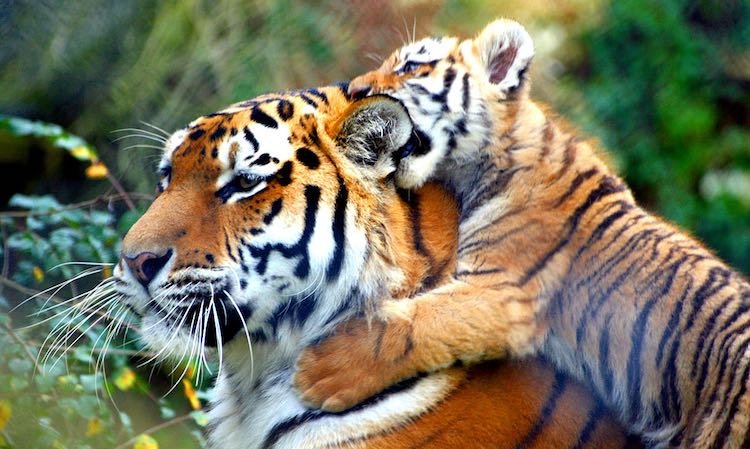 WorldofZoology's tweet photo. #Nepal’s wild #tiger population has risen to an estimated 429, up 20% since 2022 and more than triple its 2009 total! A remarkable conservation success, but coexistence remains vital. 🐅 #TigerConservation #Tigers https://t.co/FOQkTYKGRa
