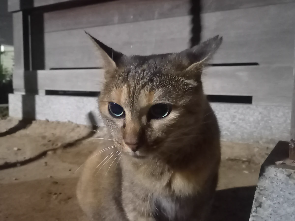 猫好きさん - بحث / X