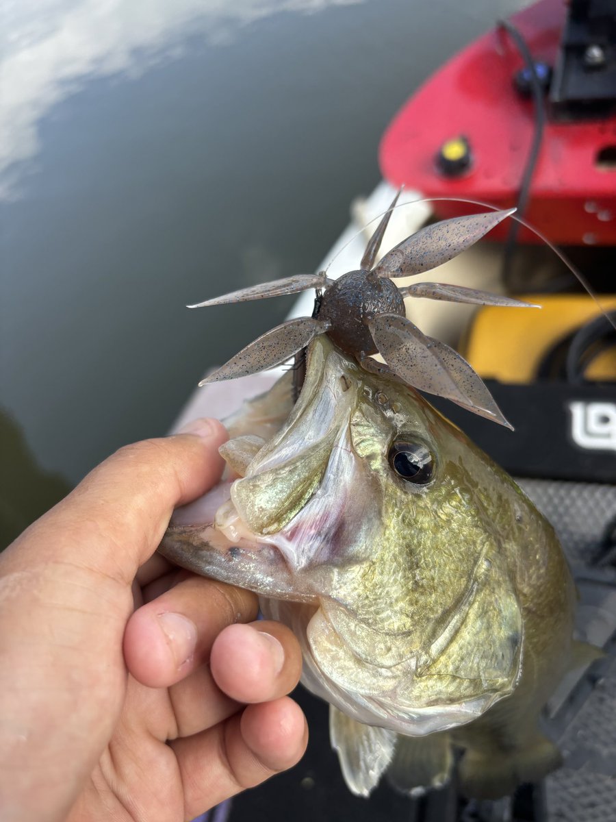 onikata_fisher's tweet photo. 本日も高滝大学バスフィッシング学部
朝からもんどりでお出迎え🐟 https://t.co/2YsBQW09EQ