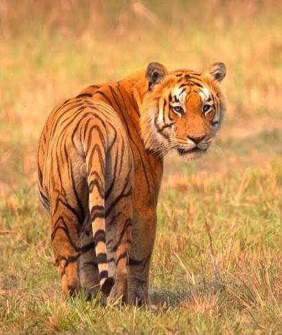 WorldofZoology's tweet photo. #Nepal’s wild #tiger population has risen to an estimated 429, up 20% since 2022 and more than triple its 2009 total! A remarkable conservation success, but coexistence remains vital. 🐅 #TigerConservation #Tigers https://t.co/FOQkTYKGRa