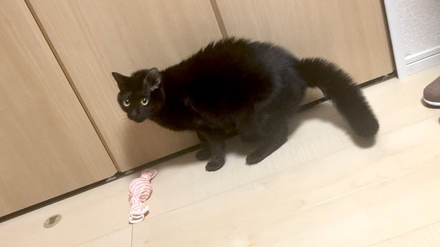 oreisore_cat's tweet photo. いたずらがバレてまだ怒ってないのに毛が逆だっちゃったおれ
#黒猫 https://t.co/IX7mv1NgKD