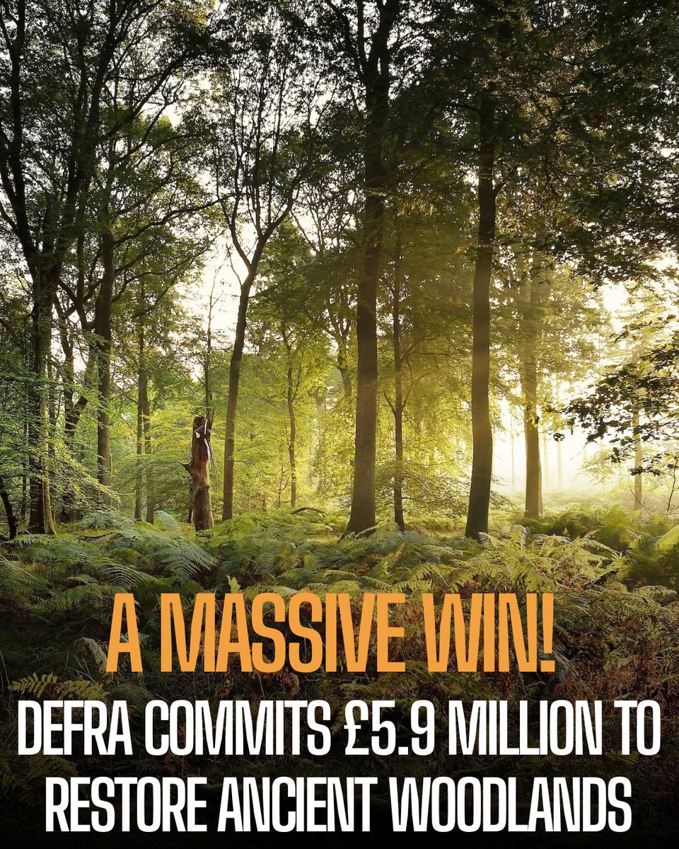 ProtectTheWild_'s tweet photo. That’s almost £6 million of funding from the previous...£0! Ancient woodlands have been chopped down and are buried beneath orderly lines of conifers. Dedicated funding will be used to restore these ghost woods. Forestry England announced it will double its speed of restoration. https://t.co/z0emBGt8Sc