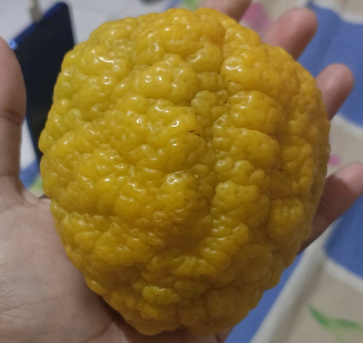 blommalemon's tweet photo. Moots adakah yang tahu ini jeruk apa,,, nyari di google banyak banget namanya aku bingung 😔

Rasanya asem + banyak bijinya, enak banget gokil posisi lemon langsung tergeserkan sekarang aku lebih suka jeruk ini, lebih gampang dicemilin. 🤤 https://t.co/dH9bvKyh7J