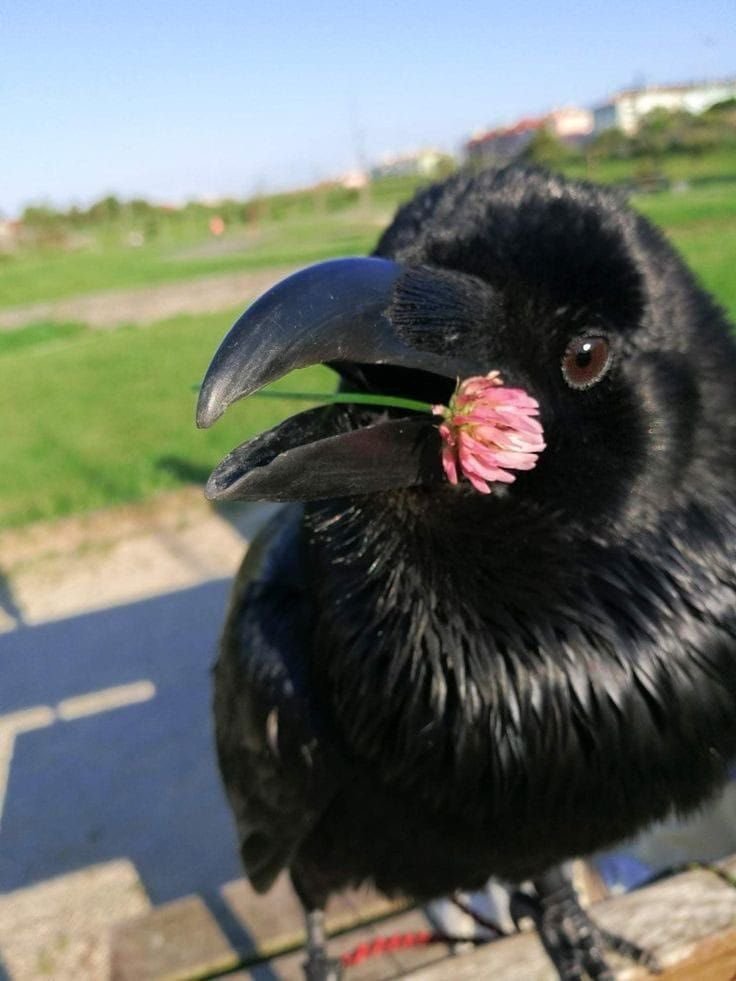 Yuganda_Nkzik's tweet photo. 🐦‍⬛ https://t.co/E0fuln9bUu