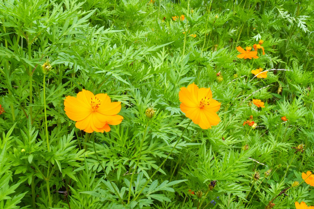 kurihama_info's tweet photo. 【くりはま花の国開花情報】
ヒマワリがいきなり４分咲きまで開花しました。ポピー園入口右サイド、上段のフォトスポットエリアがお勧めです。
ハーブ園のヒマワリも開花しました。
四季の花壇ではキバナコスモス、ランタナが開花中です。
https://t.co/x5bfS7pquB
#久里浜 #横須賀 #ひまわり https://t.co/hoxqEvau28
