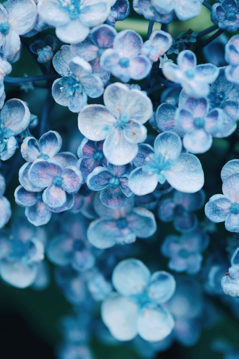 kuri_sss303's tweet photo. 紫陽花 https://t.co/GDpn9sCDkJ