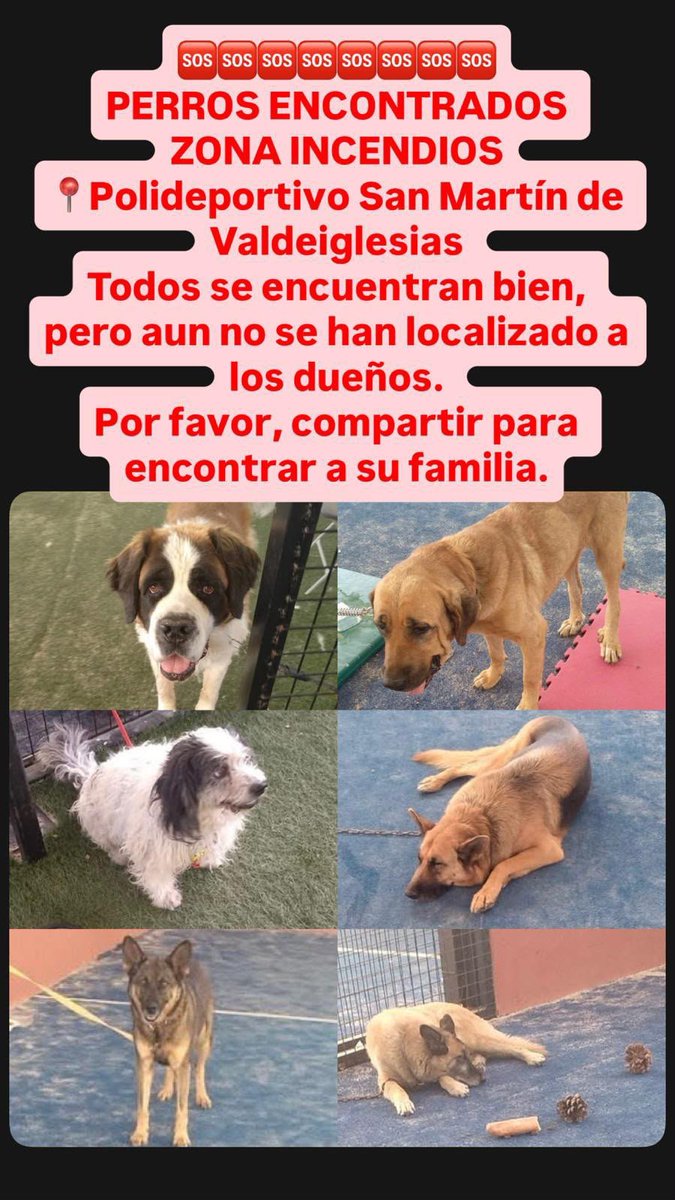 areagossosbdn's tweet photo. 🚨ANIMALES RESCATADOS🚨
¡¡ATENCIÓN!!
Se busca a las familias de estos perros rescatados en los #IncendiosForestalesEspaña de #SanMartindeValdeiglesias #Madrid.
Se encuentran bien, están en el polideportivo.
Máxima difusión
📣📣📣
#rescateanimales
#animalesenapuros https://t.co/yAtffvV2Vw
