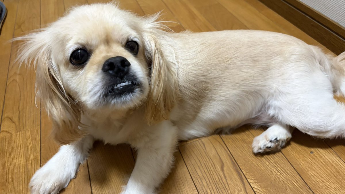 infinity715's tweet photo. ぽのーん🐕 https://t.co/Y33wGyLRlW