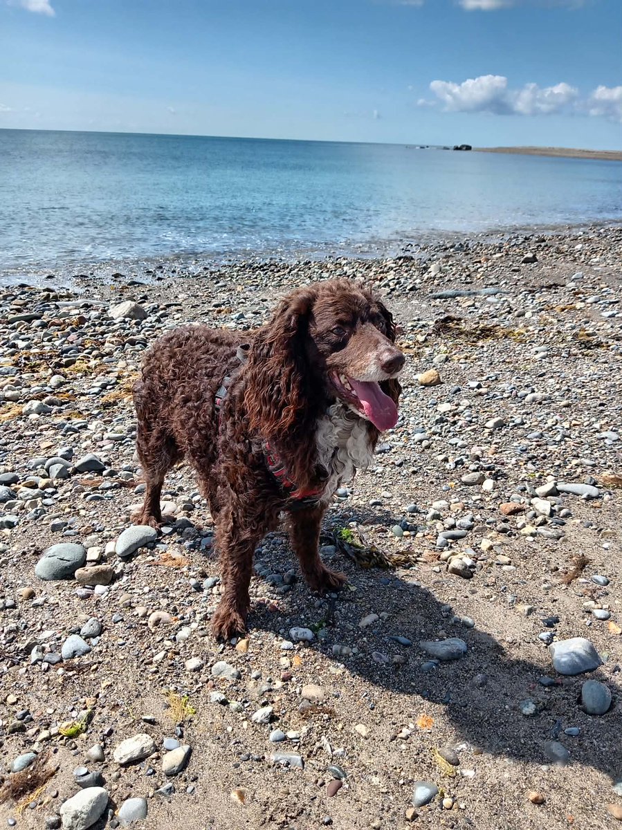 BlackCountryBe3's tweet photo. The boys on Criccieth Beach, North Wales this morning. https://t.co/PCckAA8nsN