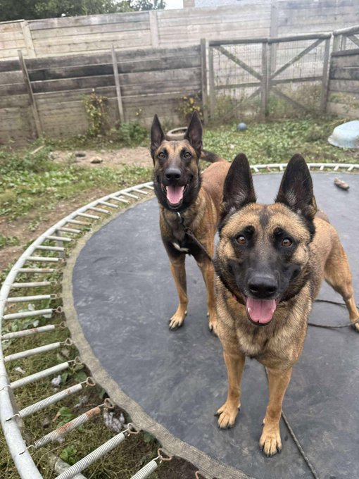 German Shepherd Rescue Elite ( GSRE ) tweet media