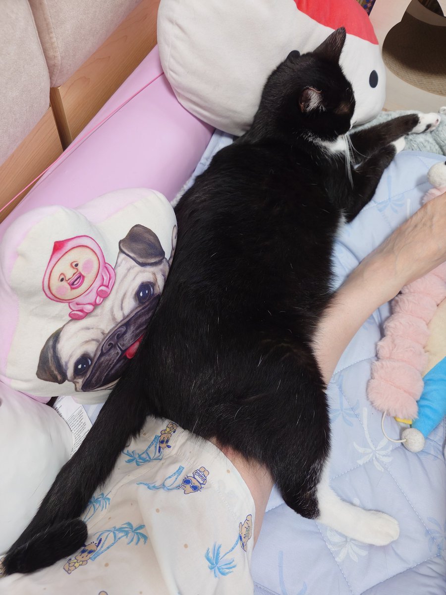 ameri93's tweet photo. 足をまたいでる猫ちゃん😹 https://t.co/drGPtYG4a4