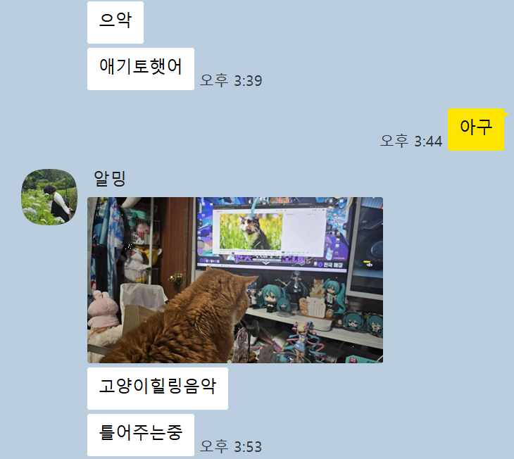 weed0246's tweet photo. 고양이를 안키워본 친구에게 고양이를 맡겻다
(헤어볼 토해 너무놀라 힐링음악 틀어주고 있따함) https://t.co/UtmoHVR2cW