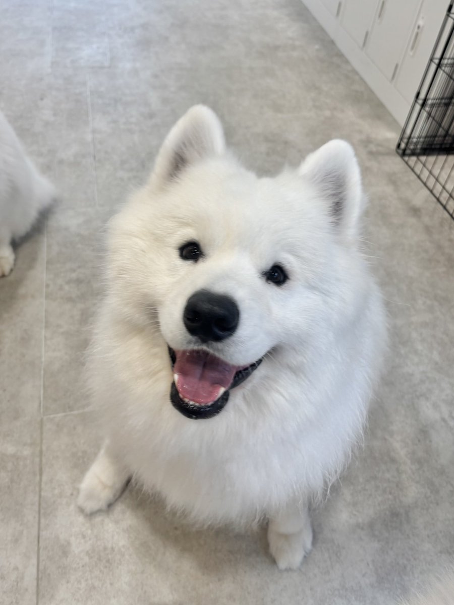 samoyed_cafe's tweet photo. 笑顔のサモエドさんをタイムラインに置きます https://t.co/ZAsm6Faain
