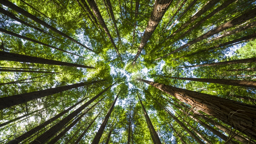 HySpeedGeo's tweet photo. Water and functional diversity increase stability in temperate and Mediterranean forests #satellitedata #earthobservation #forest #biodiversity
https://t.co/kayQTLC13u https://t.co/QbJBgbZrxN