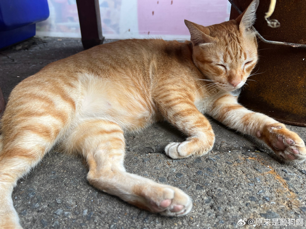 NonaNorals's tweet photo. My little furball grew from a palm-sized sleepy peanut to a zooming, cookie-obsessed troublemaker in just 6 months  Every purr’s my favorite progress update. https://t.co/wI9TpHKakI