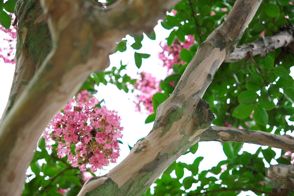 75Kawauso's tweet photo. #7月を写真4枚で振り返る

今月は近場で。水元公園の夏の花々で振り返る。 https://t.co/MsQXhUUuzx