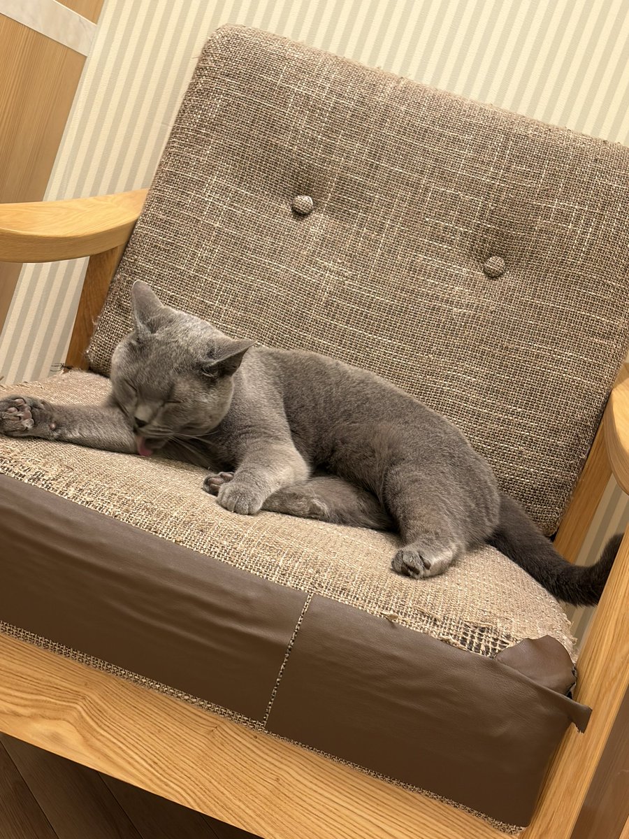 _tuna_1217's tweet photo. 人生初めて猫カフェに行った

つーか何気に猫に触ったのも初めてだった
ばかみてーにかわいかったなぁ https://t.co/lU8660R16l