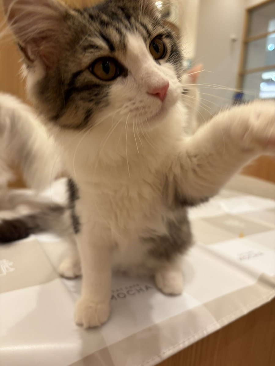 _tuna_1217's tweet photo. 人生初めて猫カフェに行った

つーか何気に猫に触ったのも初めてだった
ばかみてーにかわいかったなぁ https://t.co/lU8660R16l
