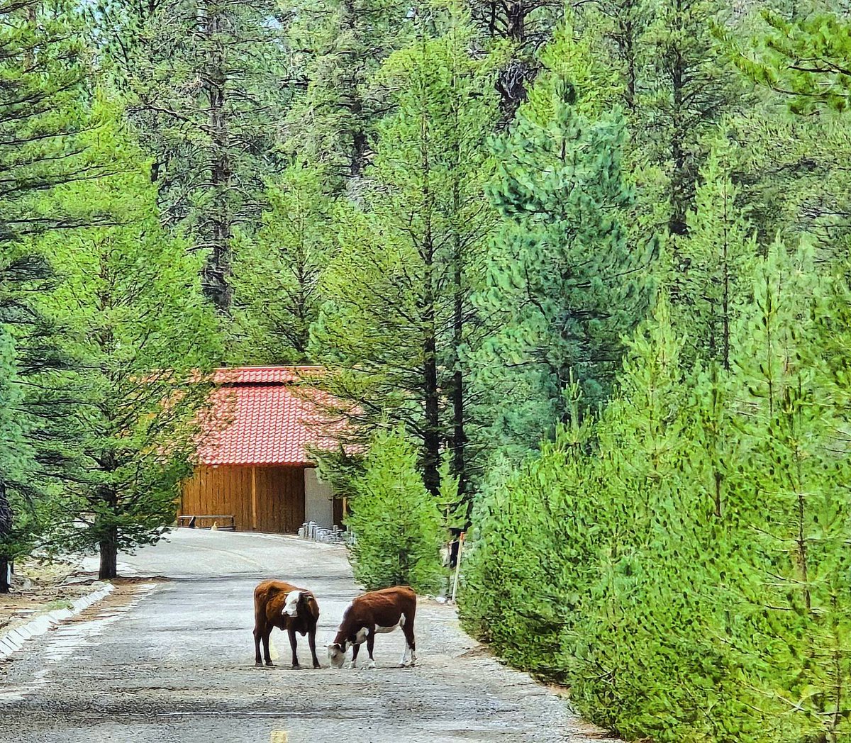 RuvalcabaAurora's tweet photo. #thephotohour #zenfolio #photo_collective #photo #photograghy #photoart #photooftheday #naturescape #cows #vacas #freecows #aurorafreelancephoto #photoofanimals #naturalcolors #nature #naturaleza #naturevibes #naturallovers https://t.co/lF1elEmHsJ