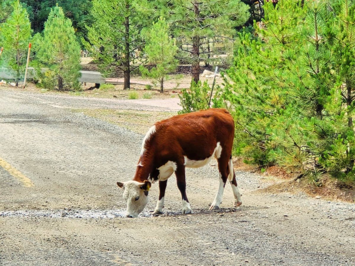 RuvalcabaAurora's tweet photo. #thephotohour #zenfolio #photo_collective #photo #photograghy #photoart #photooftheday #naturescape #cows #vacas #freecows #aurorafreelancephoto #photoofanimals #naturalcolors #nature #naturaleza #naturevibes #naturallovers https://t.co/lF1elEmHsJ