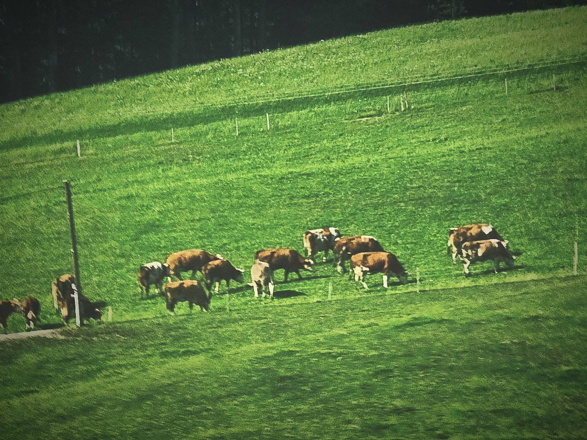 RuvalcabaAurora's tweet photo. #thephotohour #zenfolio #photo_collective #photo #photograghy #photoart #photooftheday #naturescape #cows #vacas #freecows #aurorafreelancephoto #photoofanimals #naturalcolors #nature #naturaleza #naturevibes #naturallovers https://t.co/lF1elEmHsJ