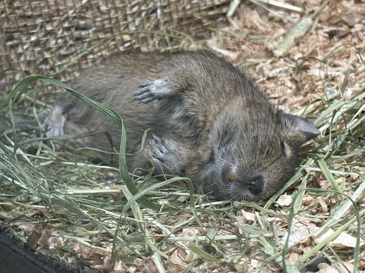 Chinchilla_Mark's tweet photo. 上野動物園のデグーちゃん会いに行ってきたよ♡

みんなのびのびと暮らしていてすごく癒された🥹

モチモチ感あるしお尻が丸くてかわいかったー！ https://t.co/rgKcahNDAY