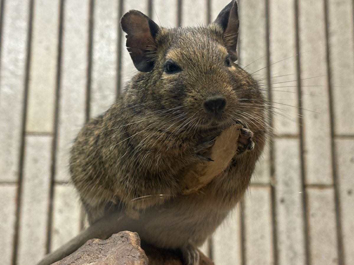 Chinchilla_Mark's tweet photo. 上野動物園のデグーちゃん会いに行ってきたよ♡

みんなのびのびと暮らしていてすごく癒された🥹

モチモチ感あるしお尻が丸くてかわいかったー！ https://t.co/rgKcahNDAY
