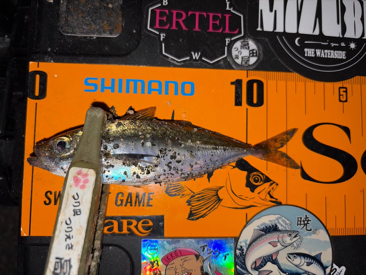 chitaaji's tweet photo. #アジング🎣
暑いけどアジが
釣れるなら行くしか無い💪
極豆からちょっと小マシまで
色んなサイズが釣れますね🫶
#ERTEL スクイーズとブループを
使い分けて数が伸ばせました🥰
鯵の糸デイゲーマー使ってみましたが
ちょっと硬いレモニーでいい感じ🍨
@ERTEL_official https://t.co/2HSzk75lYH