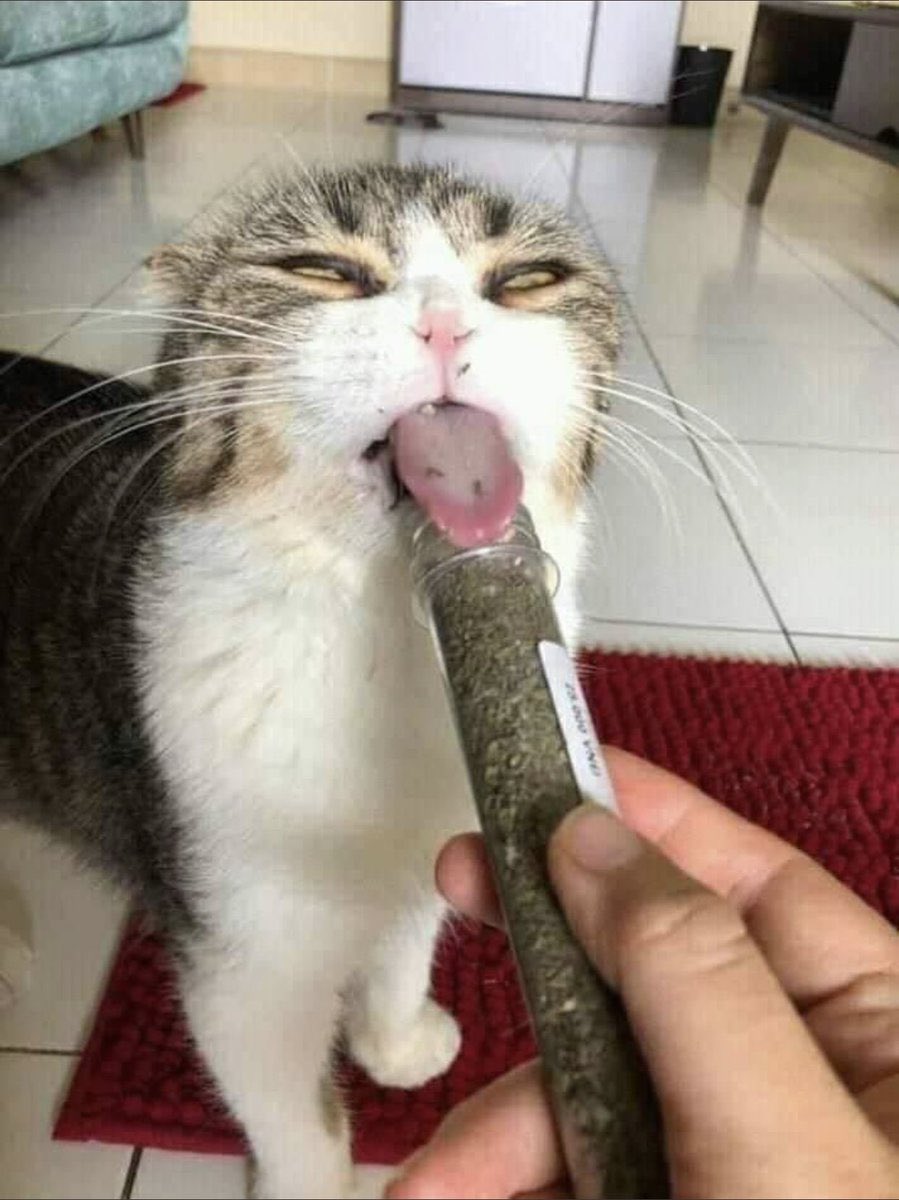 le0mon's tweet photo. 조개도 안 먹어봐 수박도 몇 년 만에 먹어
평소에 뭘 먹고 다니는 거야!!!!! https://t.co/MgjEvwfIXG