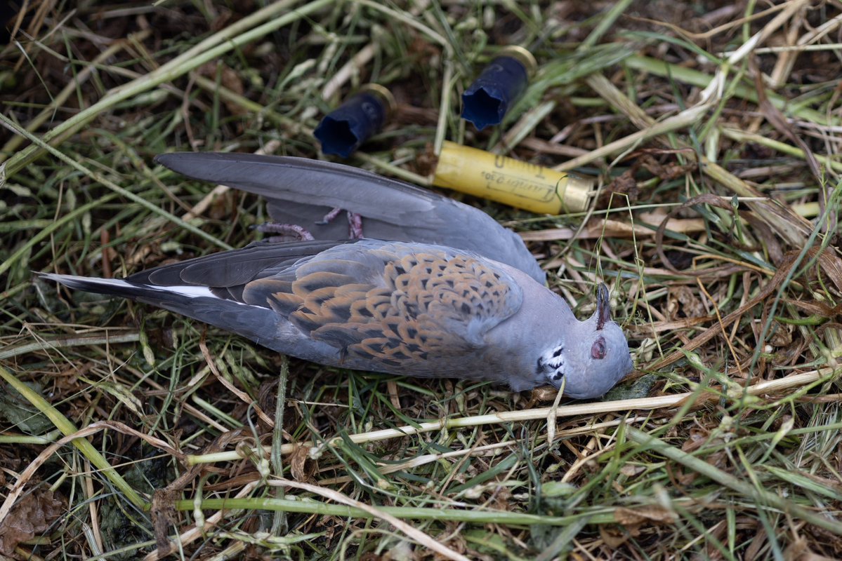 Committee Against Bird Slaughter (CABS) tweet media