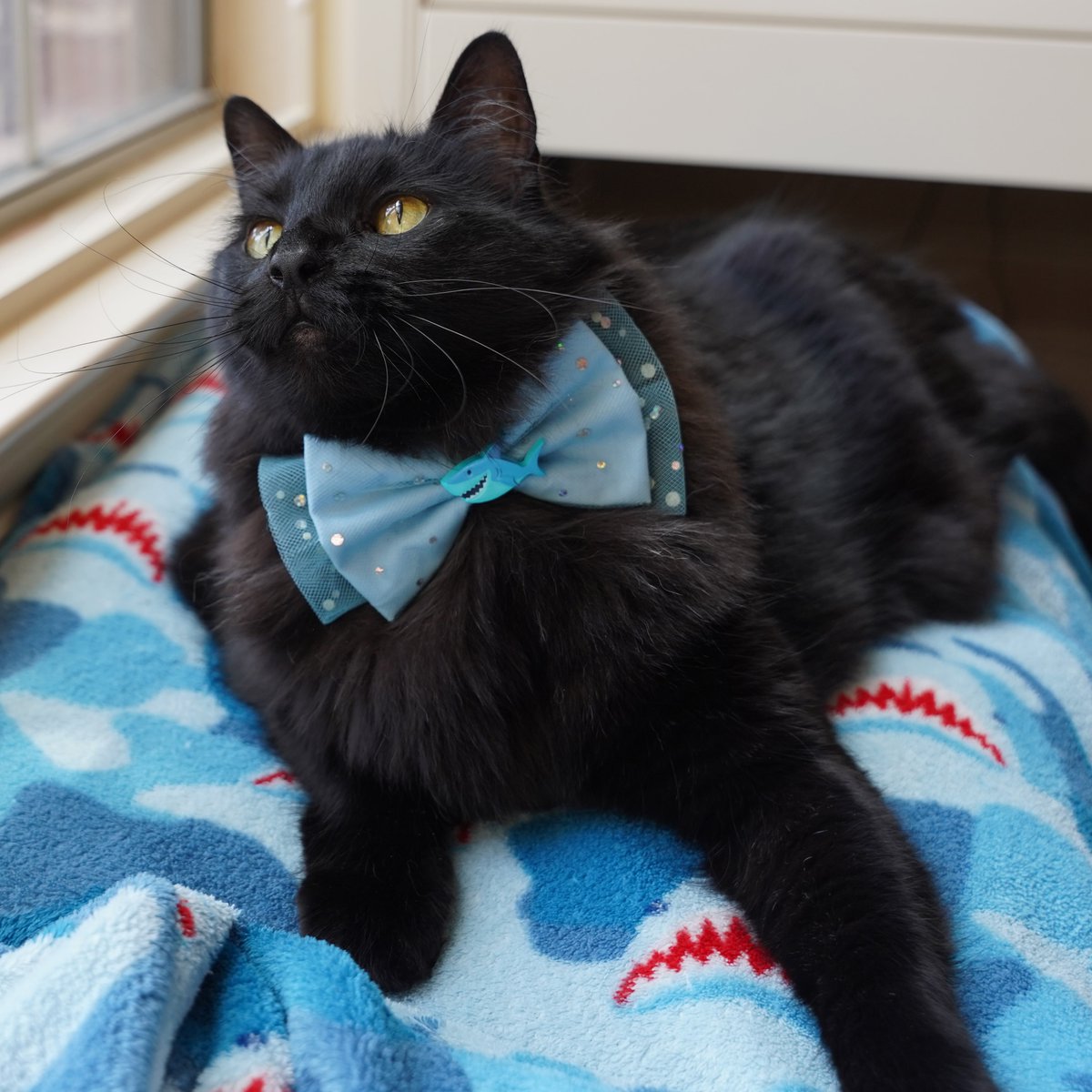 ZolderTheCat's tweet photo. Woo hoo we are in the middle of shark week!  Inspires me to act like a shark with blood in the water when I hear a treat bag open!
#SharkWeek #BlackCats #RescueCat https://t.co/3w1QhVWB4v