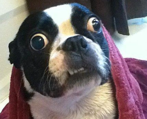 Real_Format_c tweet picture