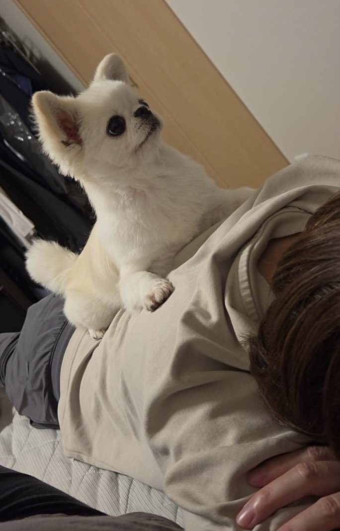 hanapechacoa's tweet photo. こあちゃんにマッサージしてもらいました✨️🤣
おやすみなさーい https://t.co/WSLP1qaQHZ