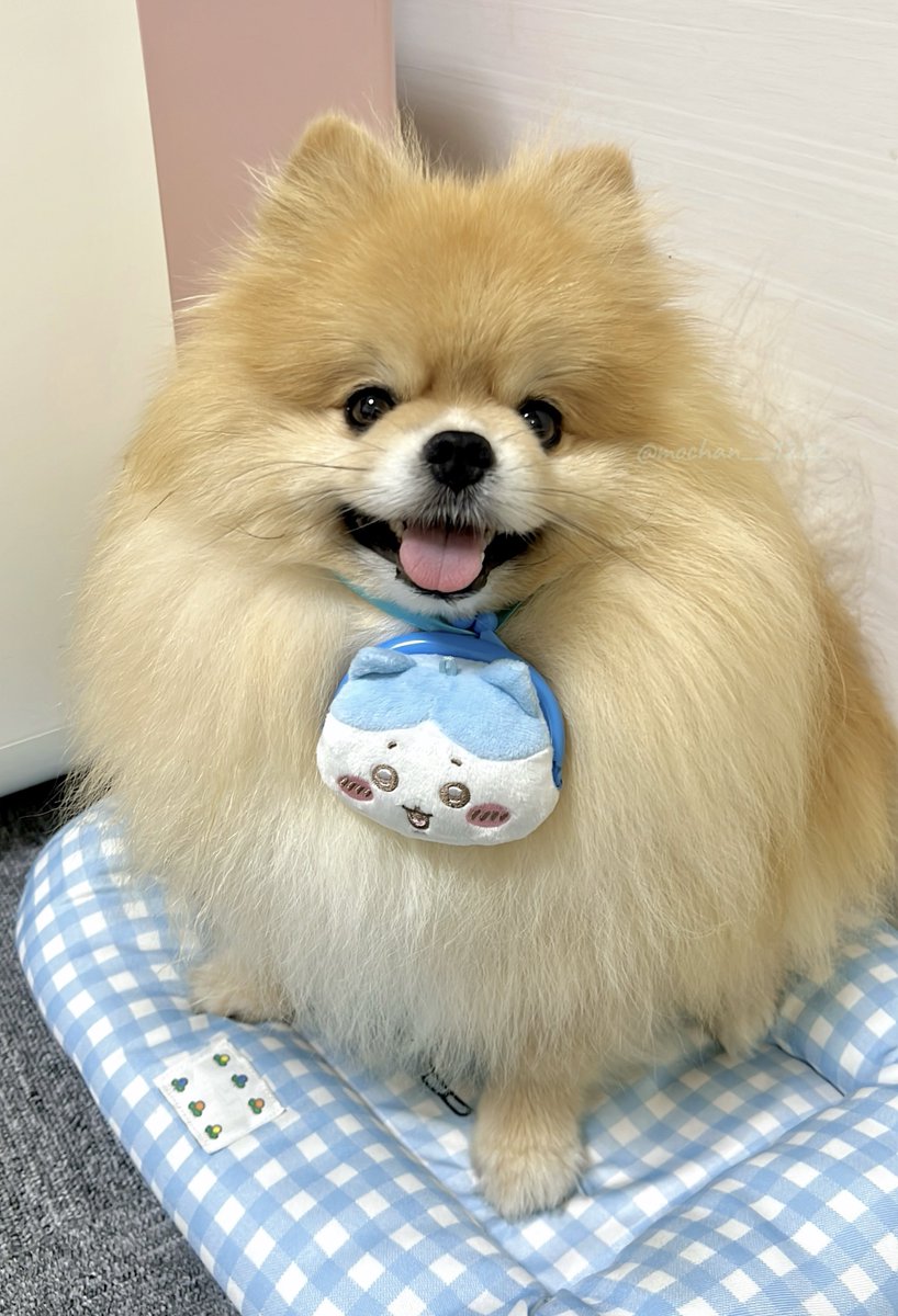 【中古】 ポメラニアン もちゃん🐶🍮ポメラニアン (@mochan__1222) / Posts / X