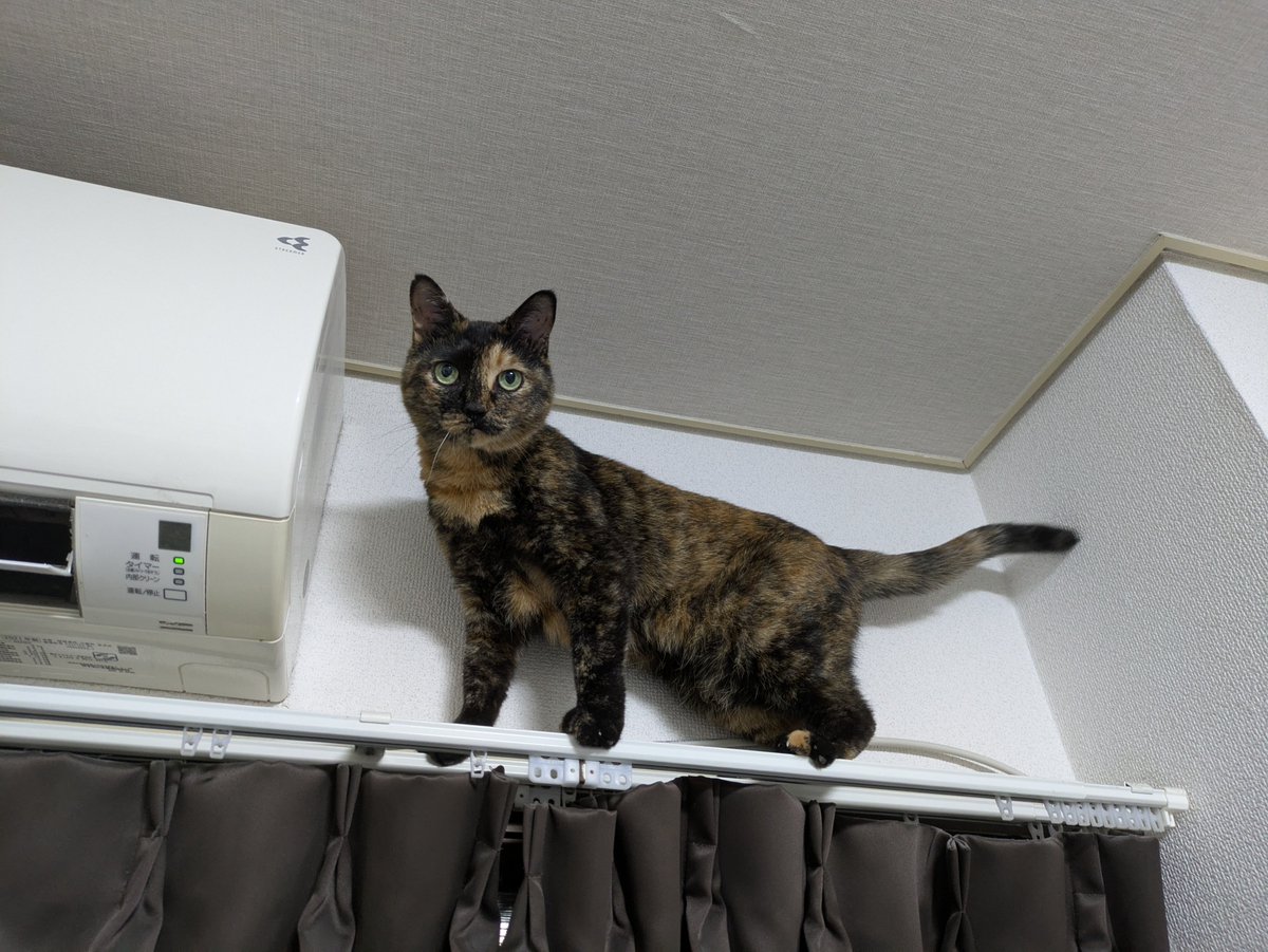 buffet0370's tweet photo. すごいとこに登るじゃん https://t.co/4TJ25ysutl