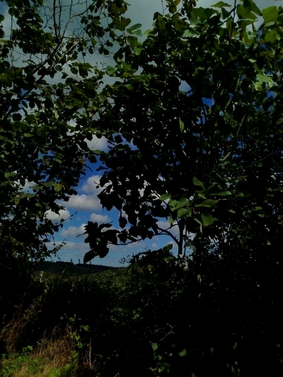 azulpretoo's tweet photo. **Şu dalların arasından görünen gök var ya...
İnsanın içine usulca, "Daha bitmedi," diyor.
Dünya ne kadar yorsa da,
bir avuç mavi yine de vazgeçmiyor bizden.

Elhamdülillah...
Allah'ım, bunca zorluğa rağmen bizden esirgemediğin bütün güzellikler için sana hamdolsun.💙🌿🤲 https://t.co/V8BlM5BCcw