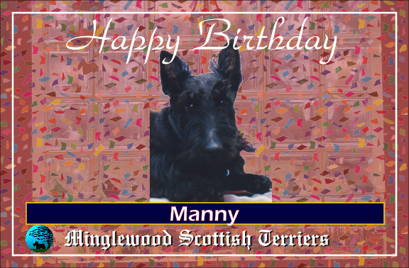MinglewoodKennl's tweet photo. Born on this day in 1990, Happy Birthday Manny, our first home born puppy!!  #letshavecake #scottishterriers #touchofgrey https://t.co/pEIMU1diLy