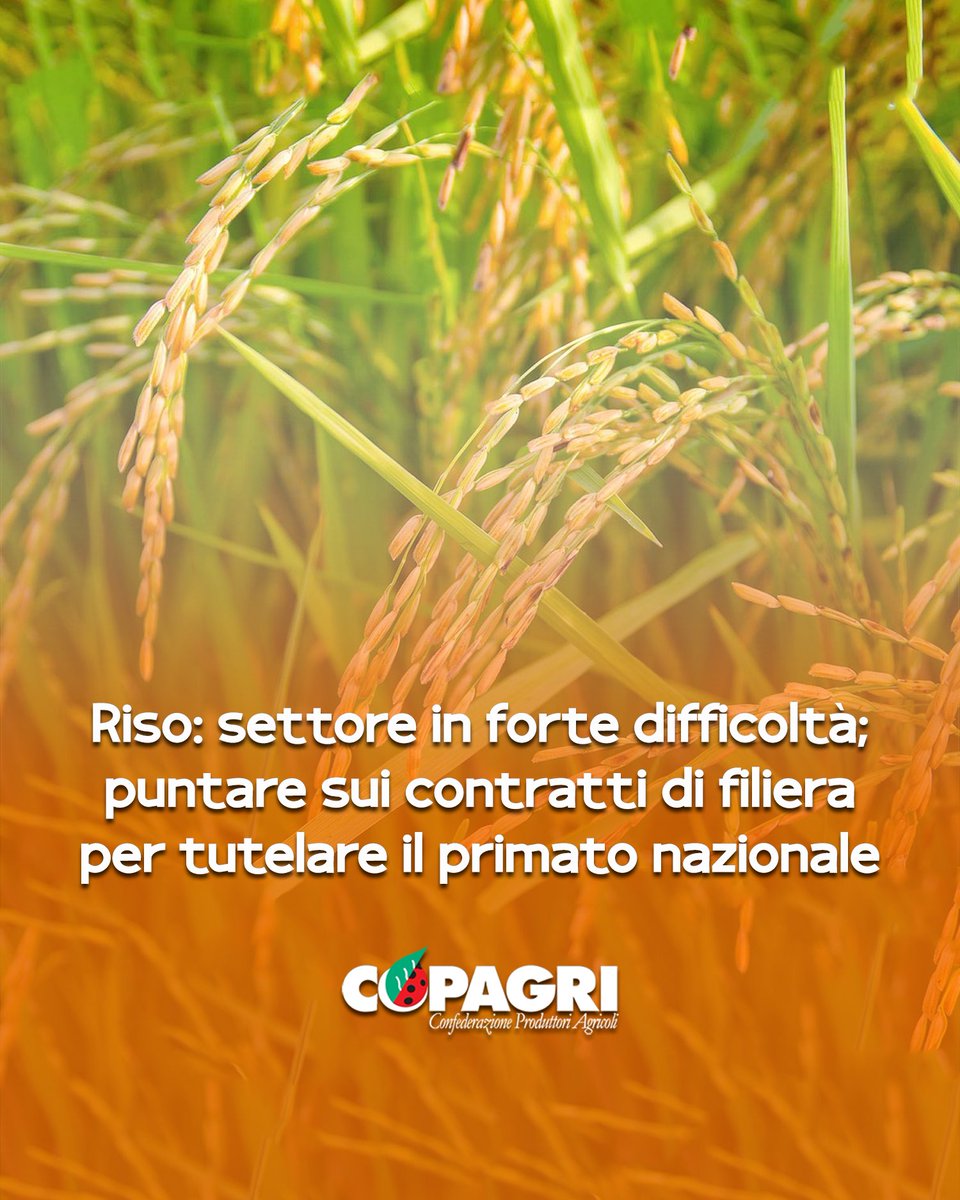 Copagri's tweet photo. #Riso: settore in forte difficoltà; puntare sui contratti di #filiera per tutelare il primato nazionale.

Intervento del Responsabile riso della #Copagri Fulco #GallaratiScotti all’odierna riunione del Tavolo di settore al #Masaf.

https://t.co/w8dvwTzPAI https://t.co/cR2RO8AYI2