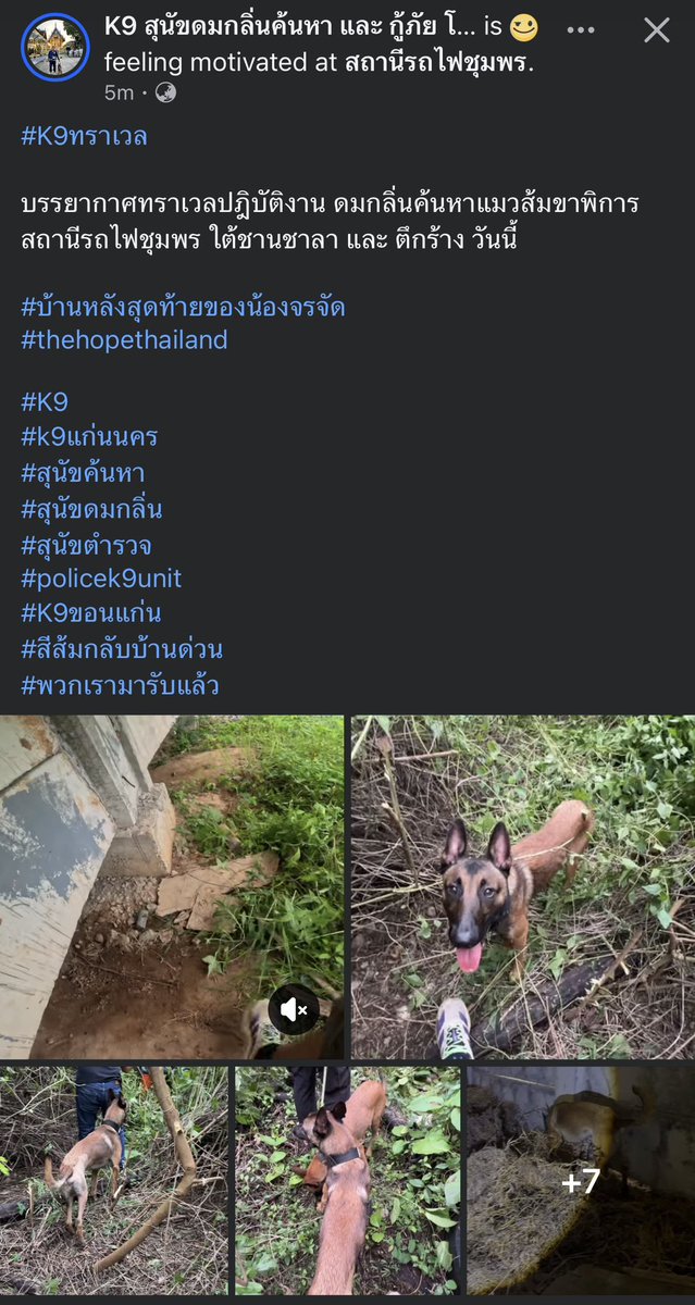 KhaohomSiri's tweet photo. ถึงวันนี้จะยังหาน้องสีส้มไม่เจอ แต่ น้องทราเวล น้องซีต้าร์ น้องจำปี เก่งมากๆเลยนะ พรุ่งนี้หากันใหม่ เป็นกำลังใจให้นะ 

#แมวหายบนรถไฟ #ส้มส้ม https://t.co/ru9n4MJPcs