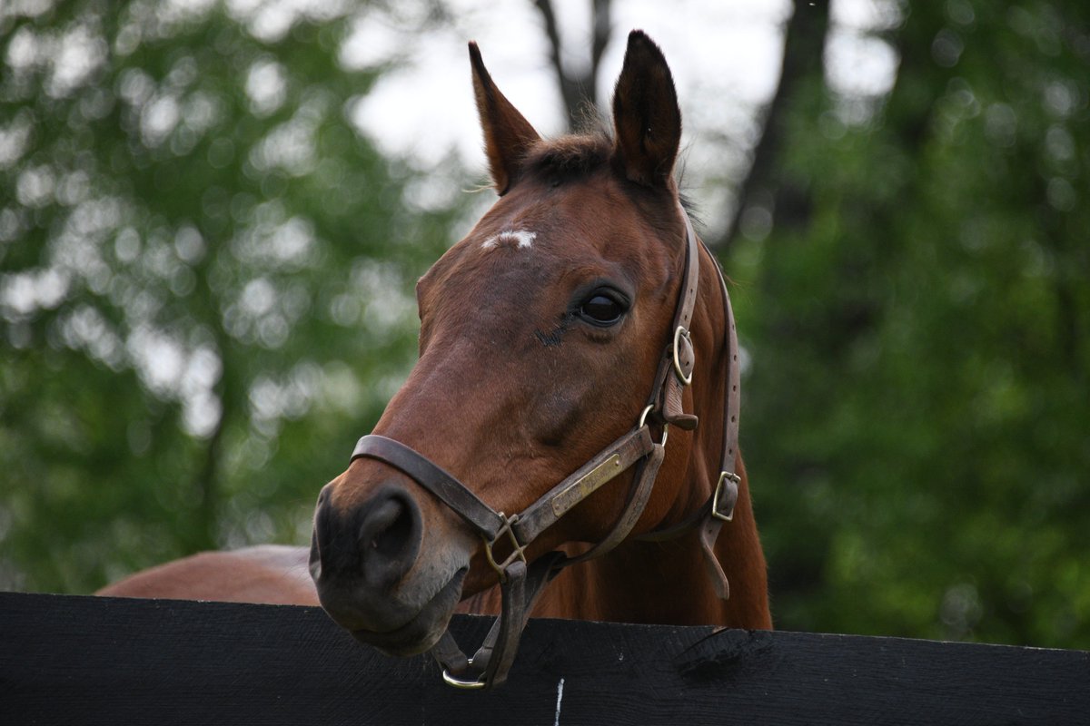 Oldfriendsfarm's tweet photo. We are sad to report the loss of 27-year-old Magic Weisner due to complications from West Nile. Winning the 2022 G2 Ohio Derby &amp; 2nd second to War Emblem in the G1 @PreaknessStakes, he arrived at Old Friends in 2020 with best friend and paddockmate Bo’s a Ten. He will be missed. https://t.co/GTIvntP58K