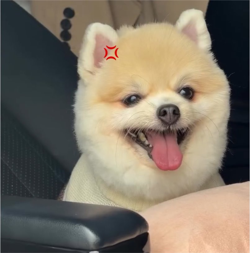 kwongfp's tweet photo. เข้าใจนะว่าทำไมบักโล่มานถึงห้าวด่องๆ ดูพี่เลี้ยงมานสิ่🐶🐯😎 https://t.co/8fpIWbEJG5
