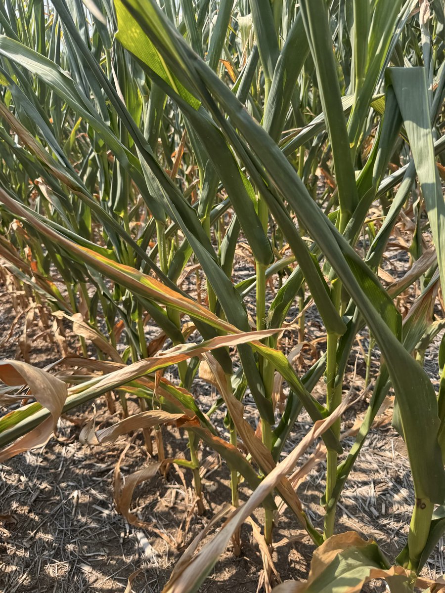 254farmer's tweet photo. @GoddessofGrain Getting rough here. Rain doesn’t matter anymore. https://t.co/jLGhwbXsSX