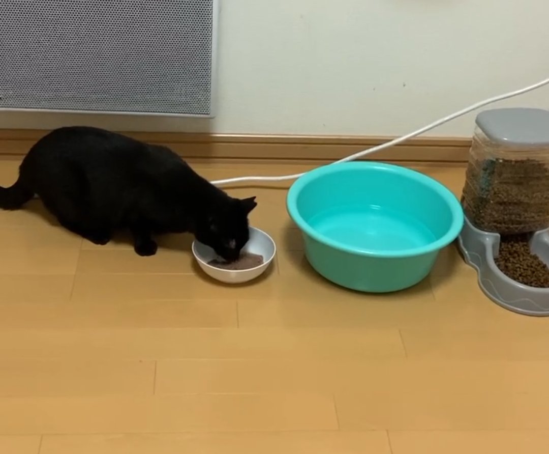 animalsearchK's tweet photo. 無事解決！
逃走日:7／２８
逃げた地域:増毛町
逃げた状況:２階窓から１階出窓屋根を伝って逃走
名前: クロちゃん
性別:メス
去勢避妊:済
年齢:不明（たぶん５才以上）
#迷子猫
#猫探偵札幌
#猫探偵
#アニマルサーチ絆
#ペット探偵
※ポスティングが大事
※1件1件確実にポスティング https://t.co/fqIgAG7cZD