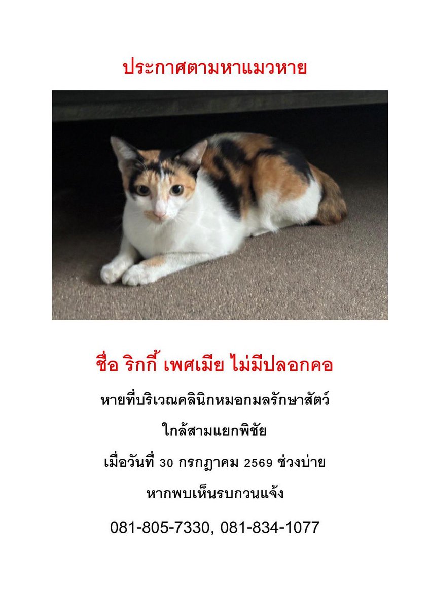 appappleko's tweet photo. ตามหาแมวหาย ใครพบเห็นโปรดแจ้ง เจ้าขิงเป็นห่วงมสก น้องไม่เคยออกจากบ้าน หายแถวสามแยกพิชัย #แมวหาย #สามแยกพิชัย #คลินิคหมอกมลรักษาสัตว์ #ตามหาแมว #เทรนวันนี้ https://t.co/Mq1KG8Xqjw