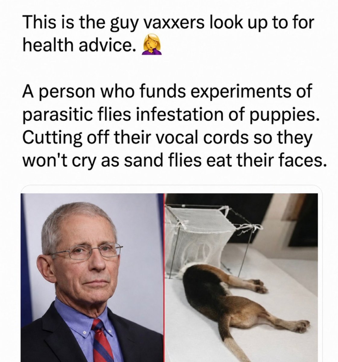 Wickedoldone's tweet photo. @catturd2 Fauci is a Rotten, Evil person‼️⬇️ https://t.co/jVm74Eenh4