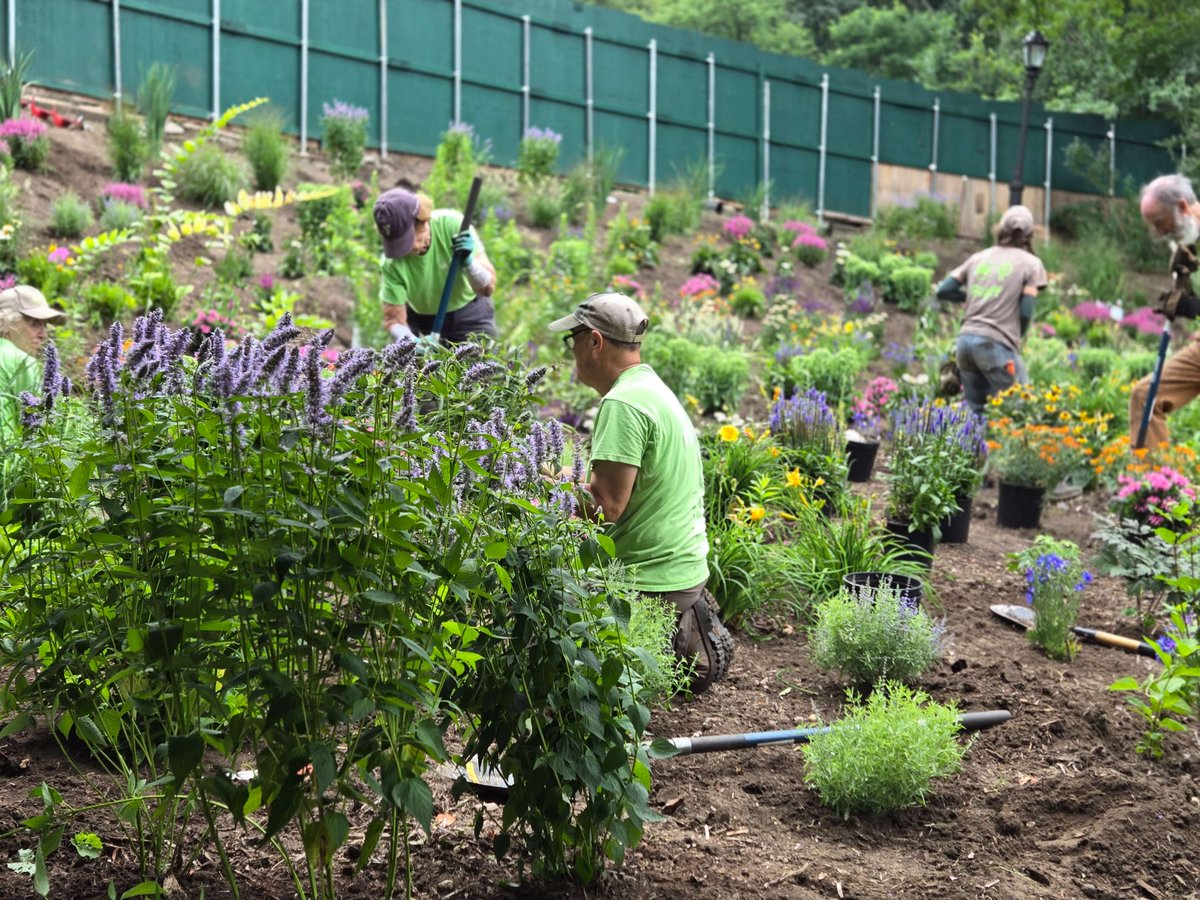 prospect_park's tweet photo. Carmen's Garden just got a major refresh! 🌿🌸 Thanks to Prospect Park Alliance staff and EcoZone volunteers, 3,429 new plants are thriving by Litchfield Villa. Designed with @nycparks, this garden features 50+ species for year-round color. Come see the blooms! https://t.co/tQmeCo8jHo