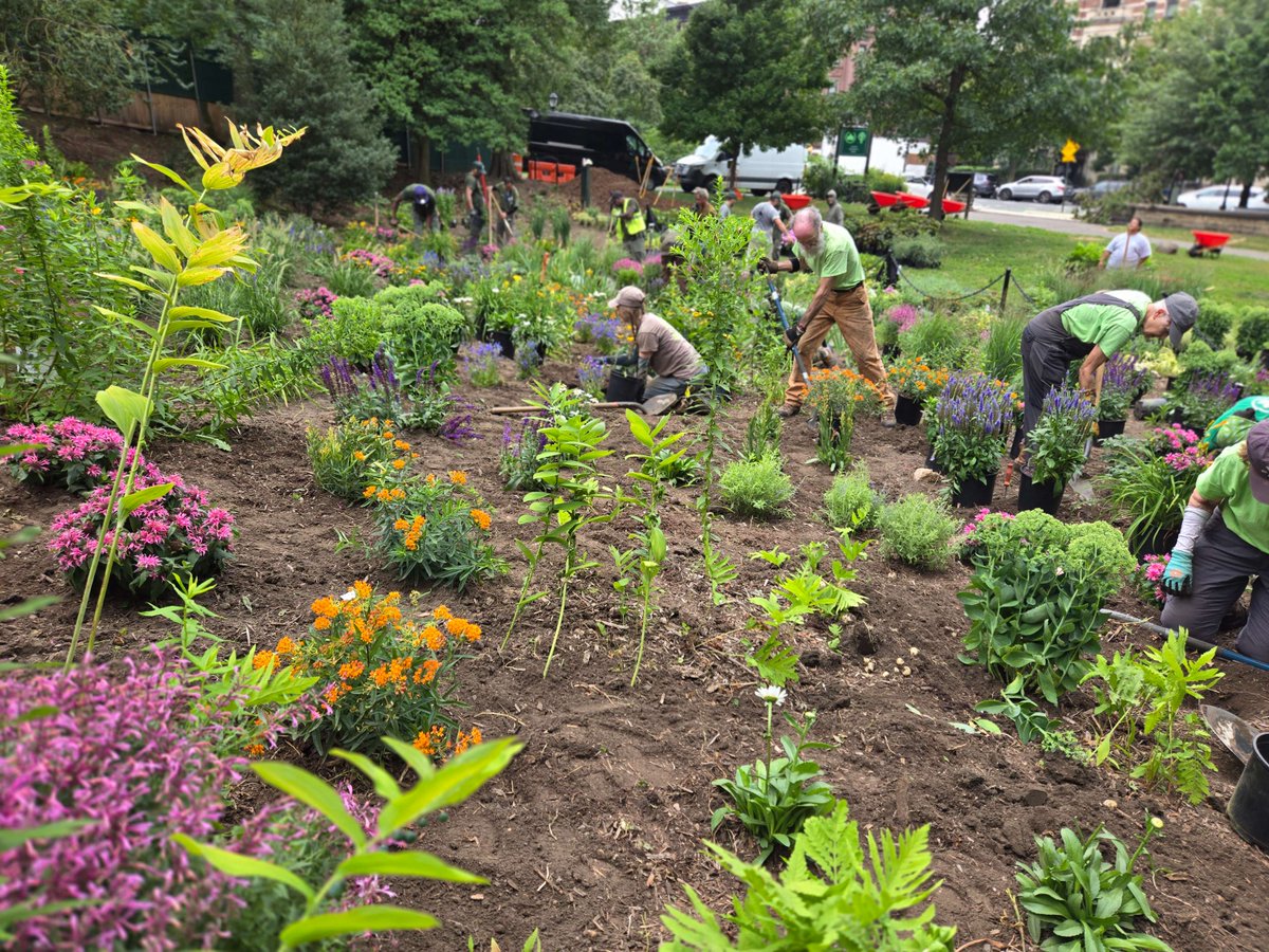 prospect_park's tweet photo. Carmen's Garden just got a major refresh! 🌿🌸 Thanks to Prospect Park Alliance staff and EcoZone volunteers, 3,429 new plants are thriving by Litchfield Villa. Designed with @nycparks, this garden features 50+ species for year-round color. Come see the blooms! https://t.co/tQmeCo8jHo